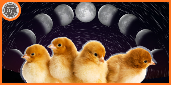 Il Calendario Avicolo Lunare 2023 per l'incubazione delle uova